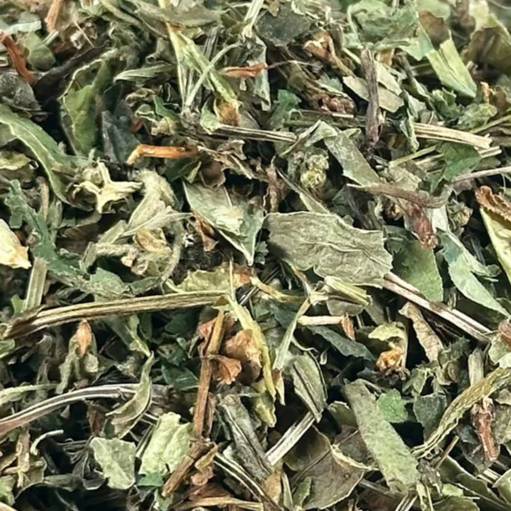 Fournisseur Aspérule prix bas | Esotericae.com, grossiste ésotérique