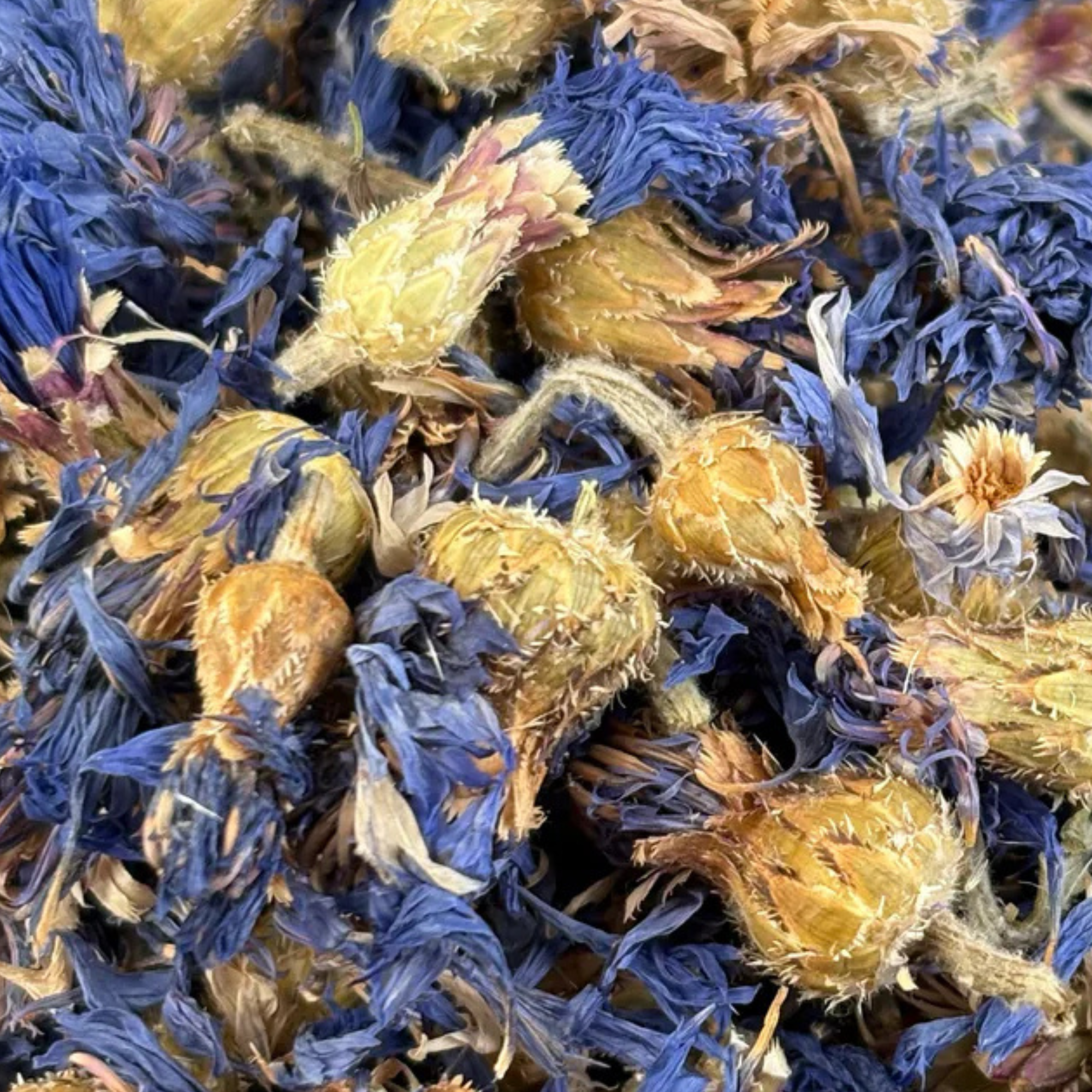 Fournisseur Fleurs Bleuet prix bas | Esotericae.com, grossiste ésotérique