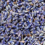 Fournisseur Fleurs Lavande prix bas | Esotericae.com, grossiste ésotérique