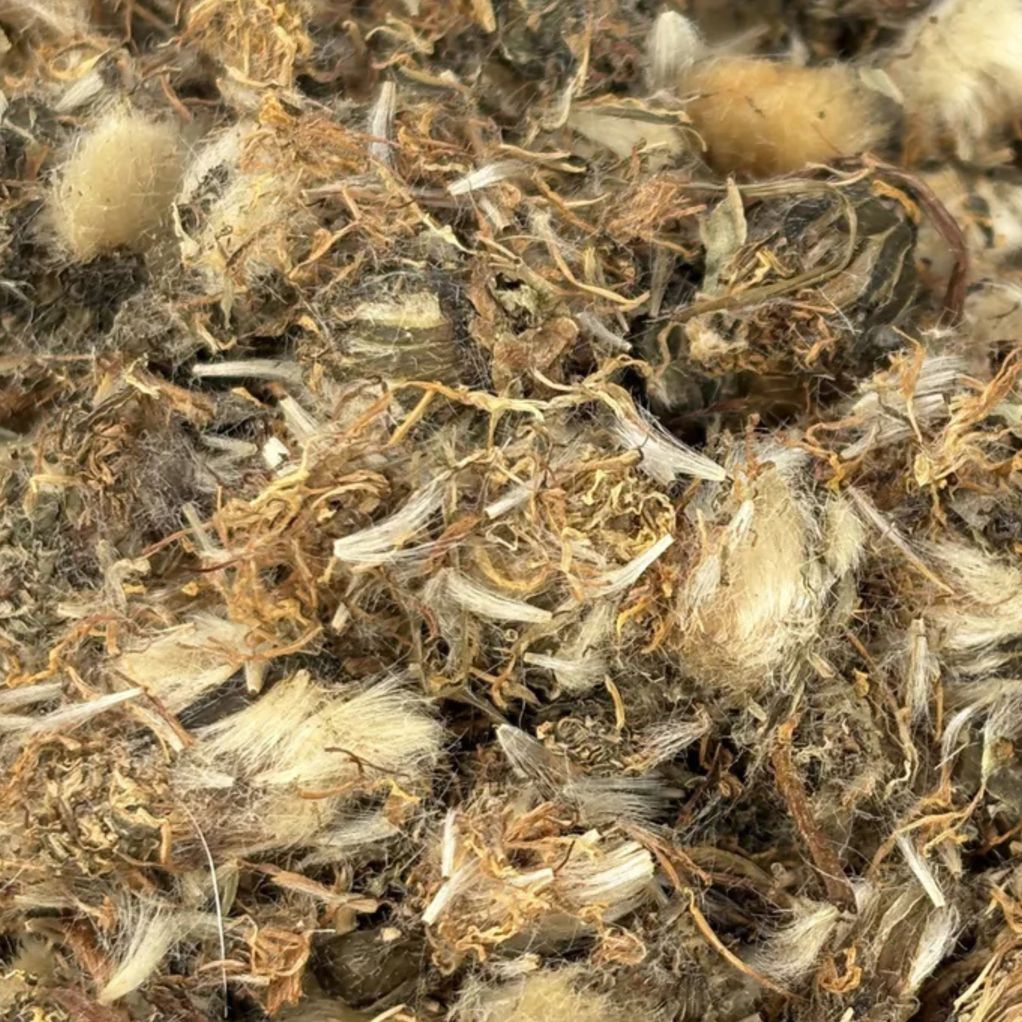 Fournisseur Fleurs Pissenlit prix bas | Esotericae.com, grossiste ésotérique