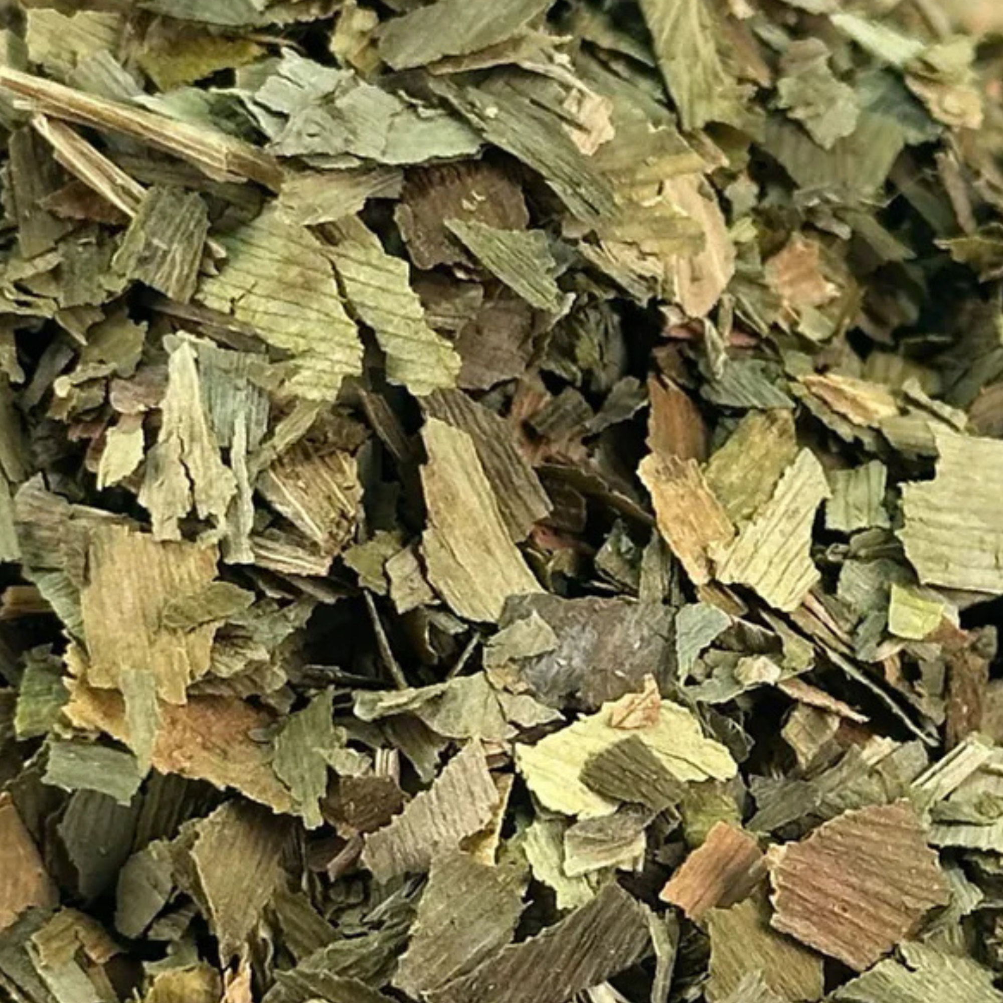 Fournisseur Ginkgo prix bas | Esotericae.com, grossiste ésotérique