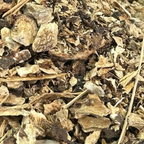 Fournisseur Racine Acore prix bas | Esotericae.com, grossiste ésotérique