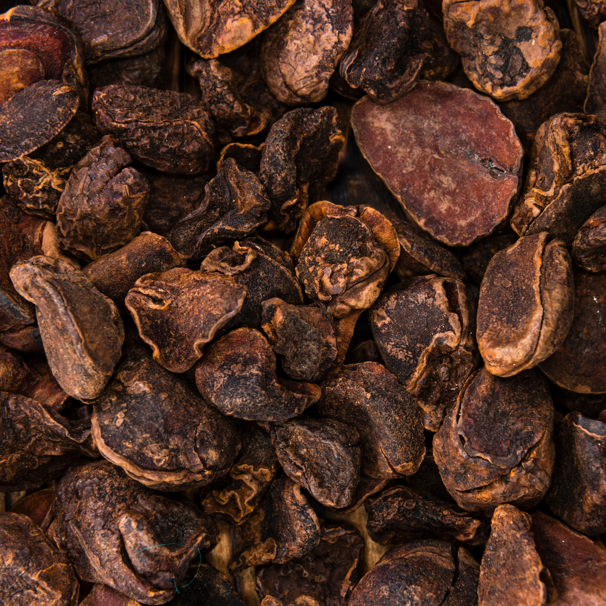 Fournisseur fragments de noix de Cola / Obi | Esotericae.com, grossiste ésotérique