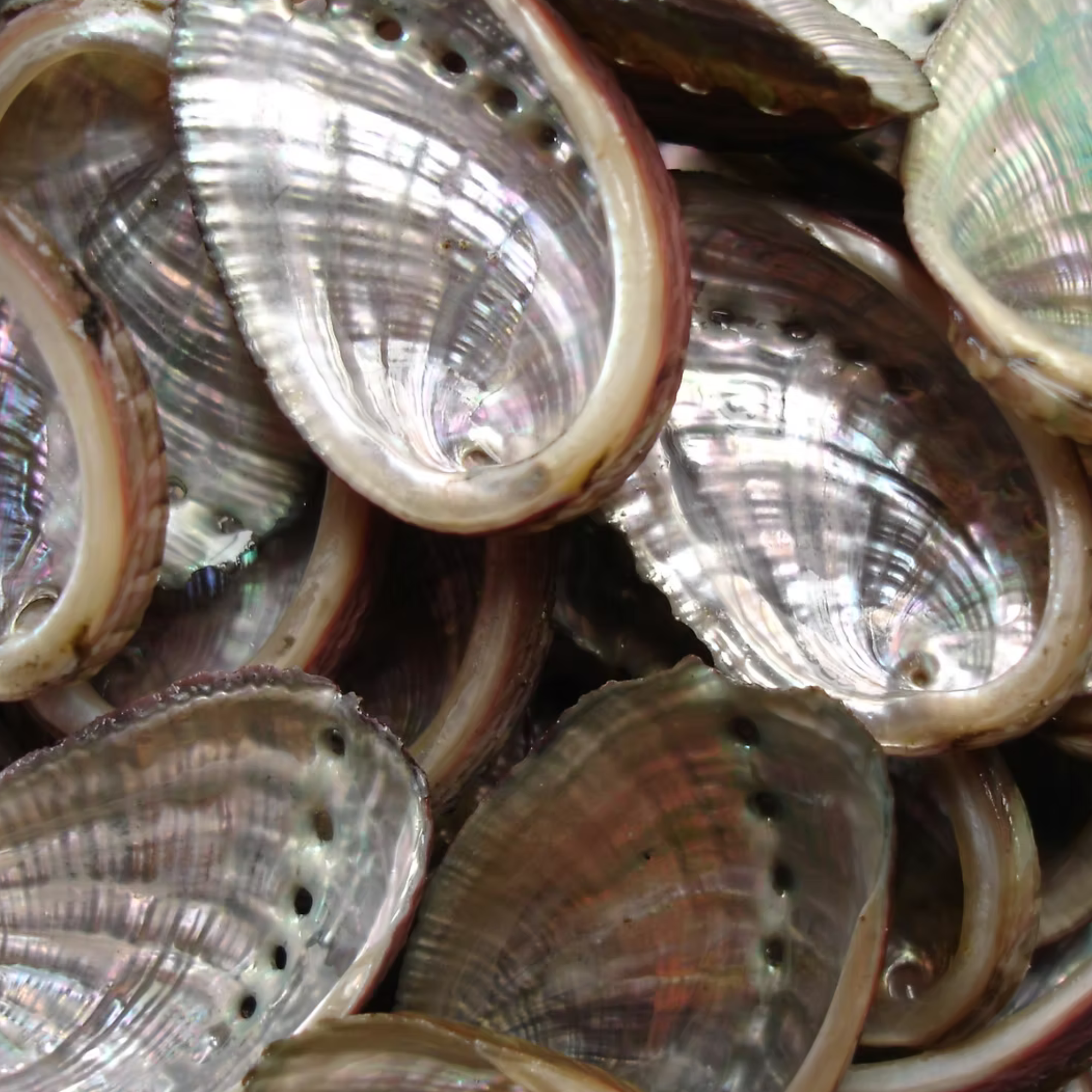 Grossiste coquilles d'ormeaux | Esotericae.com, grossiste ésotérique